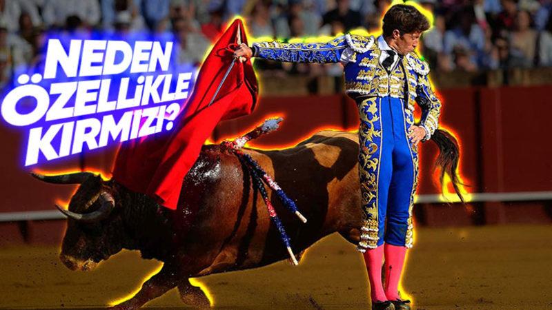 Kırmızı Renk, Boğaları Neden Bu Kadar Kızdırıyor? Belki de Sinirlerinin Sebebi Bu Değildir!