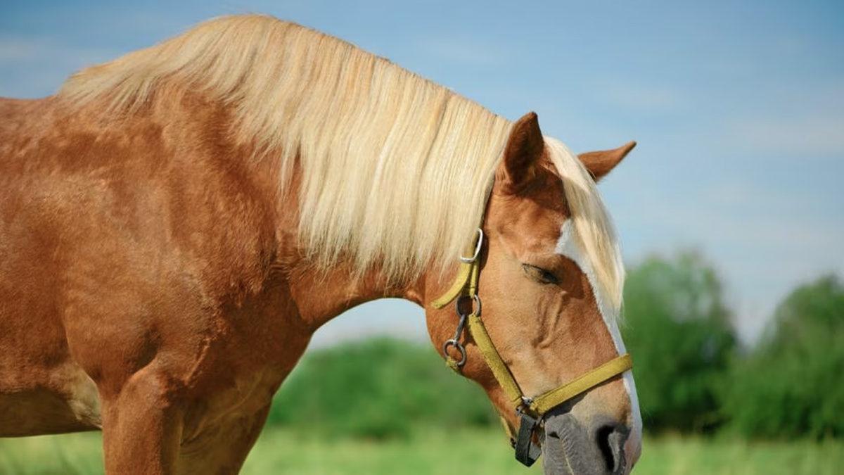 Atlar Sere Serpe Uzanmak Varken Neden Ayakta Uyurlar ve Nasıl Oluyor da Devrilmiyorlar?