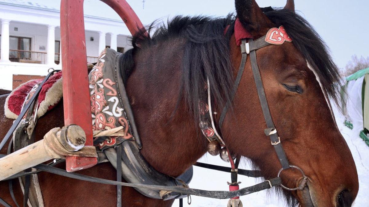 Atlar Sere Serpe Uzanmak Varken Neden Ayakta Uyurlar ve Nasıl Oluyor da Devrilmiyorlar?