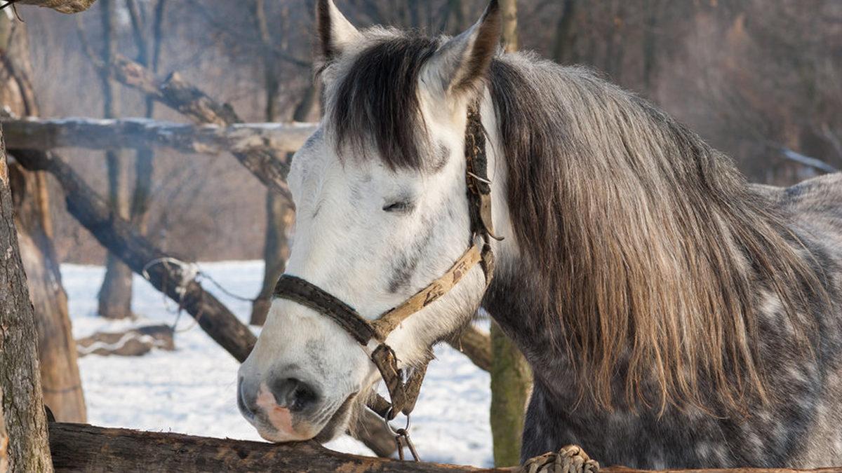 Atlar Sere Serpe Uzanmak Varken Neden Ayakta Uyurlar ve Nasıl Oluyor da Devrilmiyorlar?