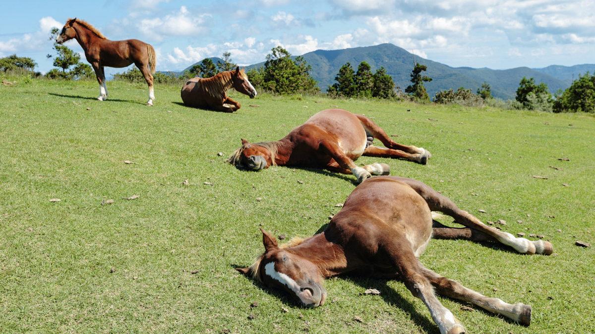 Atlar Sere Serpe Uzanmak Varken Neden Ayakta Uyurlar ve Nasıl Oluyor da Devrilmiyorlar?