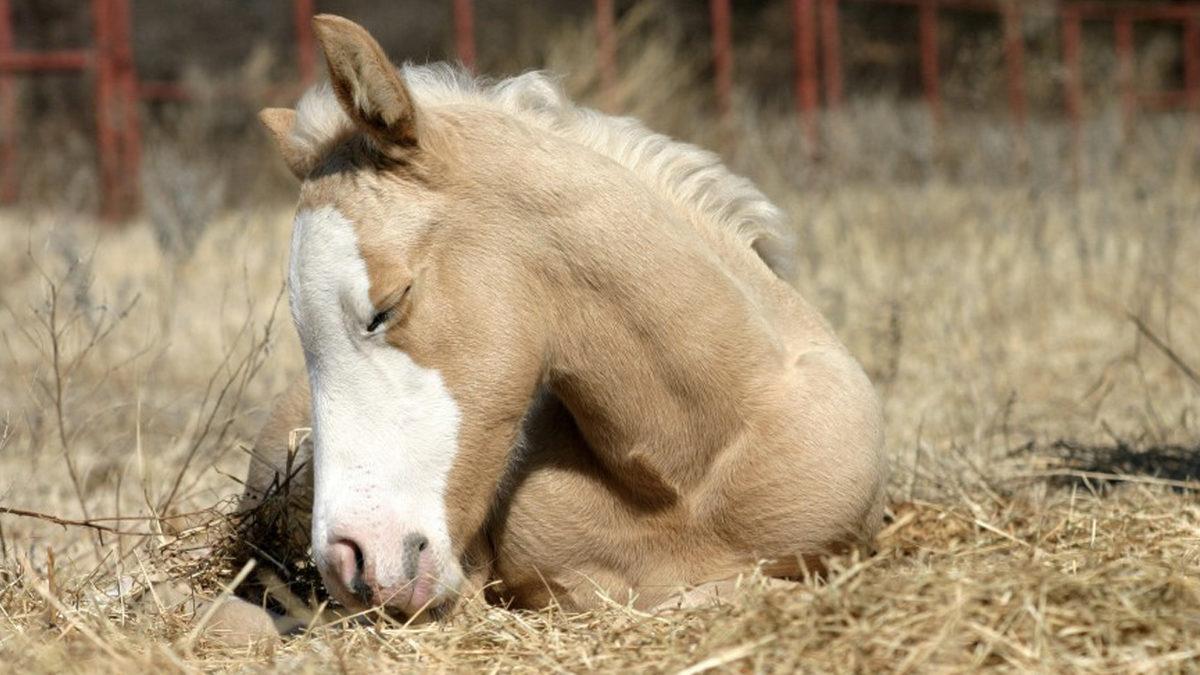 Atlar Sere Serpe Uzanmak Varken Neden Ayakta Uyurlar ve Nasıl Oluyor da Devrilmiyorlar?