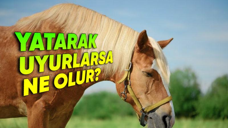 Atlar Sere Serpe Uzanmak Varken Neden Ayakta Uyurlar ve Nasıl Oluyor da Devrilmiyorlar?