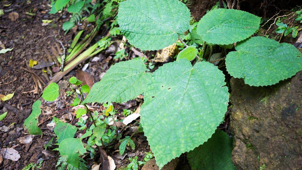 Dokunan Kişilerde İntihar Etme İsteği Uyandıran 