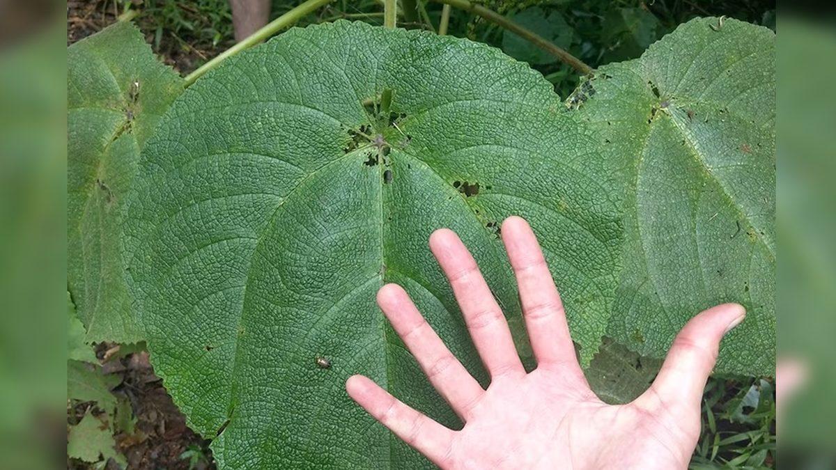 Dokunan Kişilerde İntihar Etme İsteği Uyandıran 