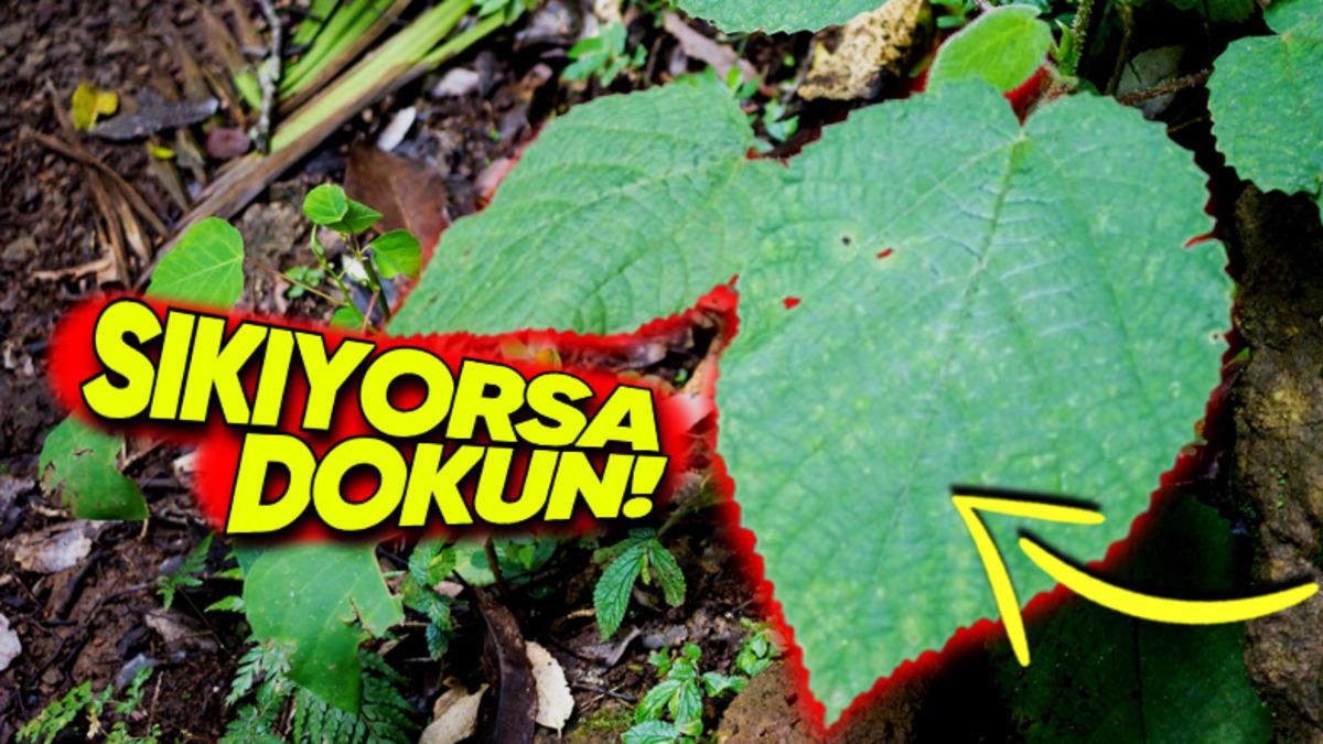 Dokunan Kişilerde İntihar Etme İsteği Uyandıran "Cimpi Cimpi" Bitkisinin Tüyler Ürperten Özellikleri