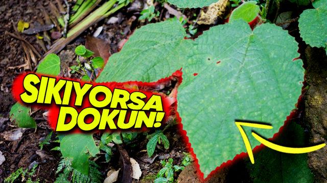 Dokunan Kişilerde İntihar Etme İsteği Uyandıran "Cimpi Cimpi" Bitkisinin Tüyler Ürperten Özellikleri