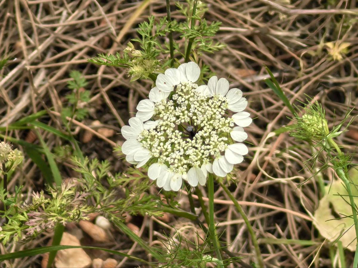 En İyi Kamera mı? Huawei Pura 70 Ultra’yı İnceledik!