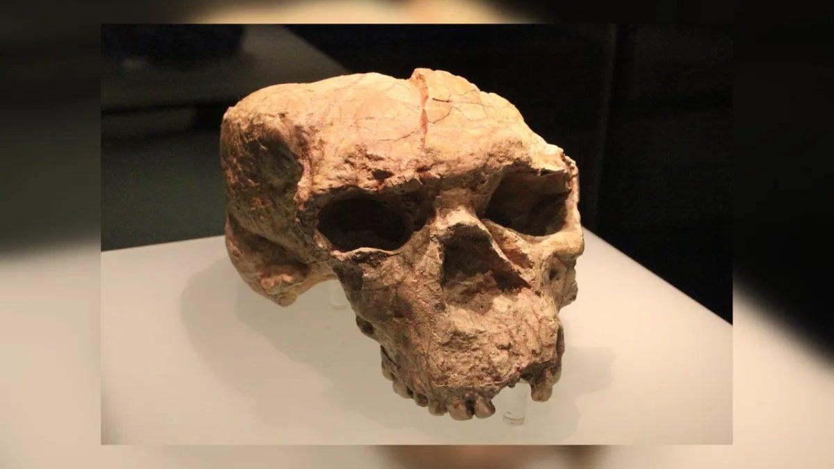 Çin’de Bulunan 1 Milyon Yıllık Gizemli Kafatasına Dair Çarpıcı Detaylar