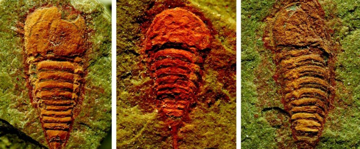 Örümcek ve Akrep Gibi Türlerin Atası Keşfedildi: 478 Milyon Yıl Önce Yaşamış!