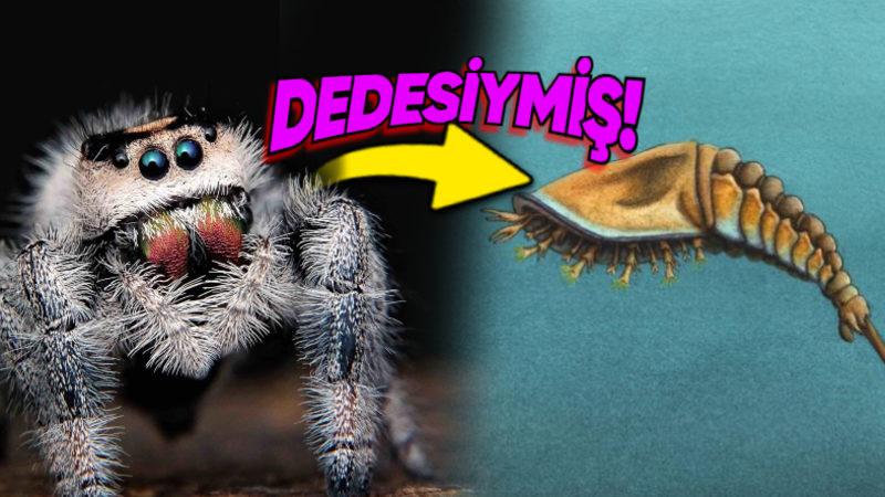 Örümcek ve Akrep Gibi Türlerin Atası Keşfedildi: 478 Milyon Yıl Önce Yaşamış!