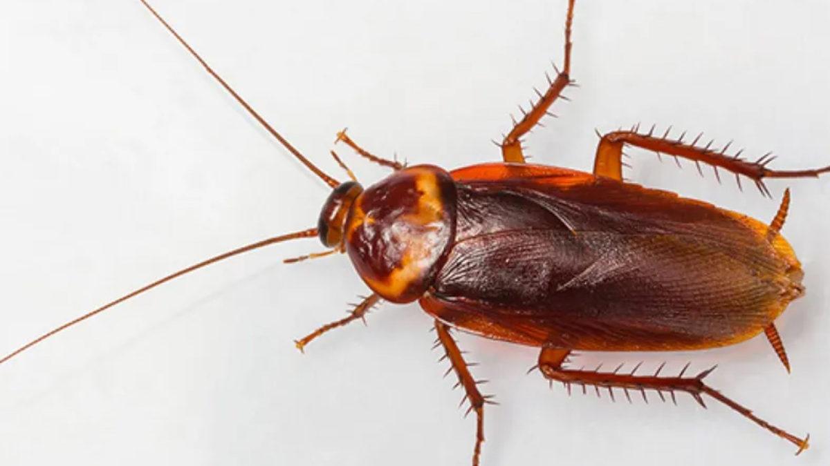 Hamam Böceklerinin Nasıl Tüm Dünyaya Yayıldıkları Bulundu (Her Şey Bizim Yüzümüzden)