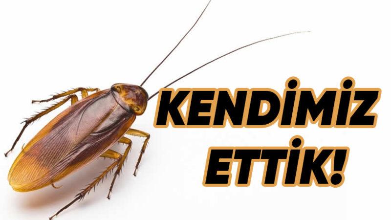 Hamam Böceklerinin Nasıl Tüm Dünyaya Yayıldıkları Bulundu (Her Şey Bizim Yüzümüzden)