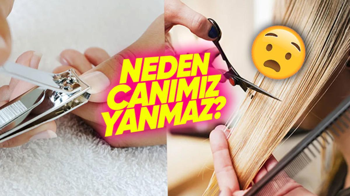 Vücudumuzun Her Yeri Acıyı Hissederken Saç ve Tırnaklarımız Kesilince Neden Acı Duymayız?