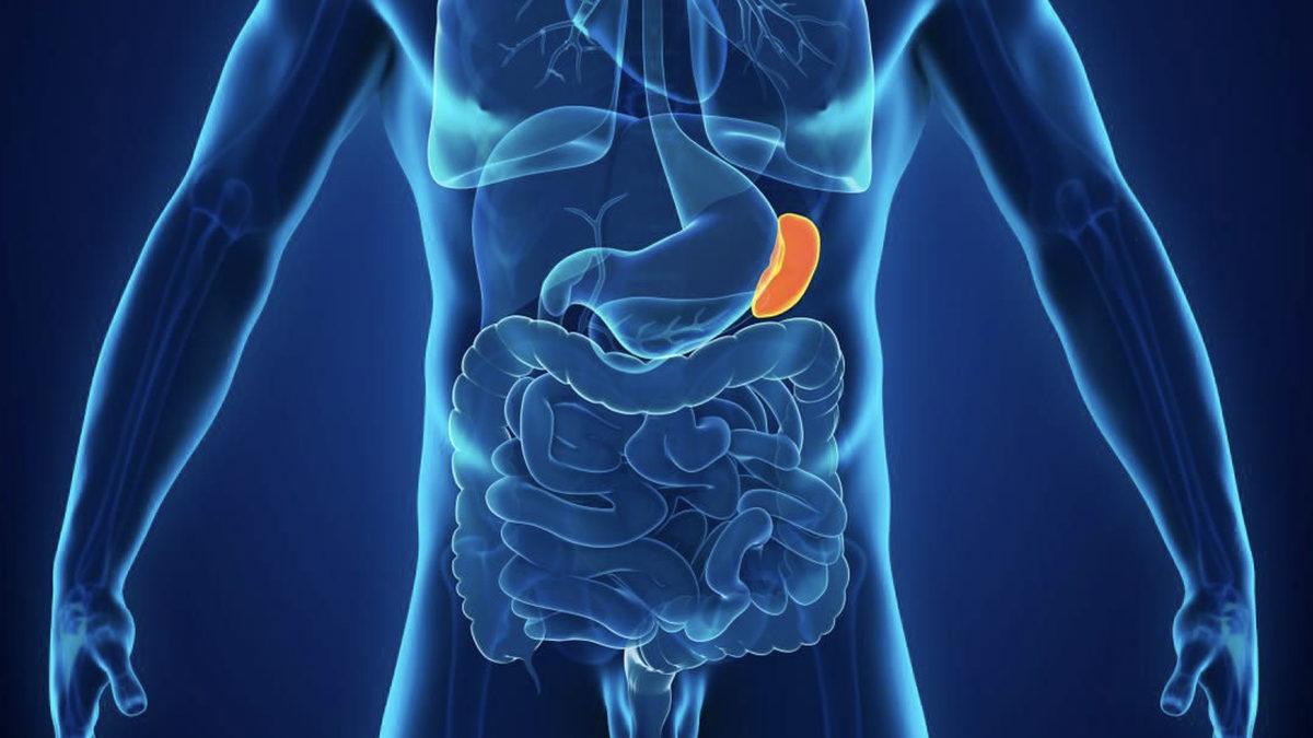 Bademcik ve Apandisten Daha Fazlası: Hangi Organlar Olmadan da Yaşamaya Devam Edebiliriz?