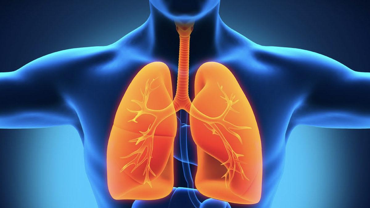 Bademcik ve Apandisten Daha Fazlası: Hangi Organlar Olmadan da Yaşamaya Devam Edebiliriz?