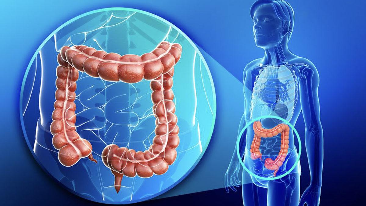 Bademcik ve Apandisten Daha Fazlası: Hangi Organlar Olmadan da Yaşamaya Devam Edebiliriz?