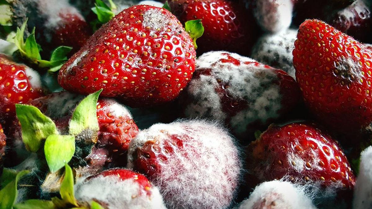 Ekmekte Yeşil, Peynirde Mavi: Küf Nasıl Oluyor da Bir Sürü Farklı Renkte Olabiliyor?