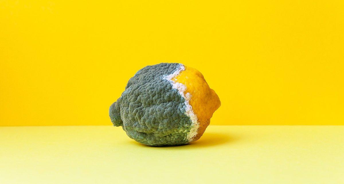 Ekmekte Yeşil, Peynirde Mavi: Küf Nasıl Oluyor da Bir Sürü Farklı Renkte Olabiliyor?