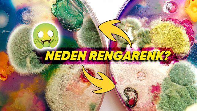 Ekmekte Yeşil, Peynirde Mavi: Küf Nasıl Oluyor da Bir Sürü Farklı Renkte Olabiliyor?