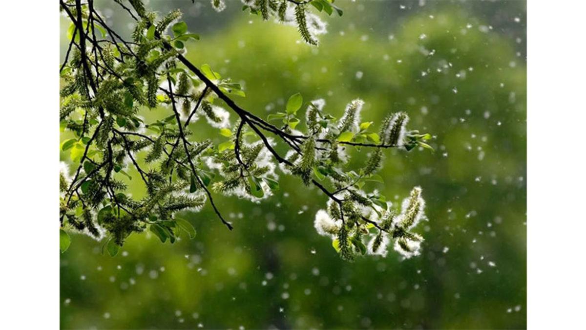 Milyonlarca Yürek Tek Bir Soru: Polen Neden Alerjiye Sebep Olur?