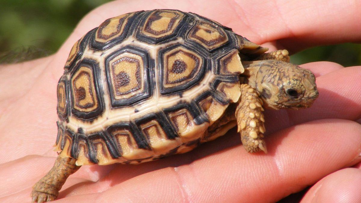 Kaplumbağaların Kabukları Olmadığında Başlarına Neler Geldiğini Öğrenince Neden Sırtlarında Bu Yükü Taşıdıklarını Daha İyi Anlayacaksınız!