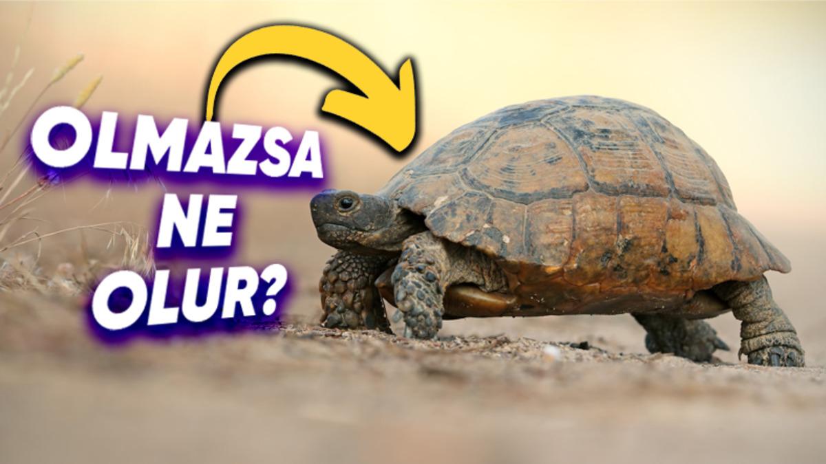 Kaplumbağaların Kabukları Olmadığında Başlarına Neler Geldiğini Öğrenince Neden Sırtlarında Bu Yükü Taşıdıklarını Daha İyi Anlayacaksınız!