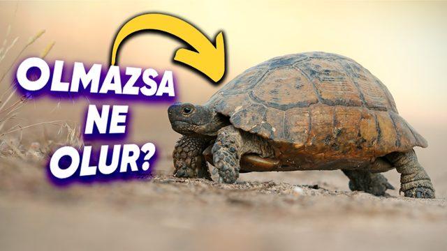 Kaplumbağaların Kabukları Olmadığında Başlarına Neler Geldiğini Öğrenince Neden Sırtlarında Bu Yükü Taşıdıklarını Daha İyi Anlayacaksınız!