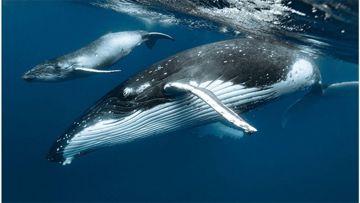 Balinalar Memeli Olmalarına Rağmen Yavrularını Suyun Altında Nasıl Emziriyorlar?