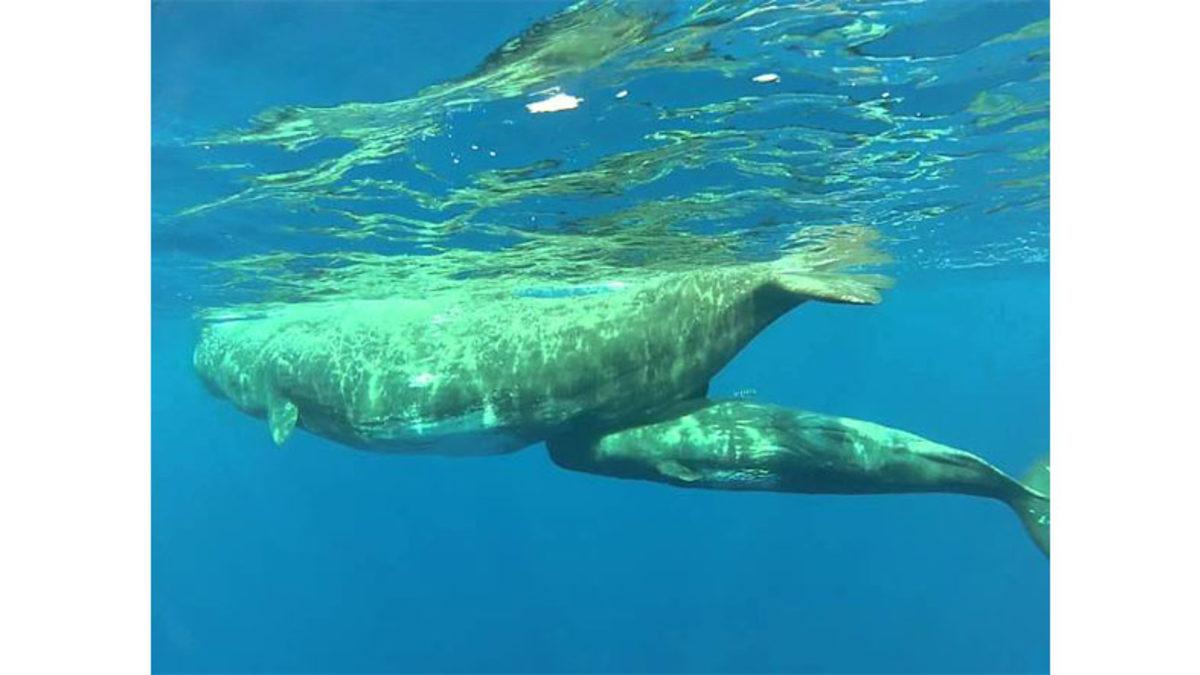 Balinalar Memeli Olmalarına Rağmen Yavrularını Suyun Altında Nasıl Emziriyorlar?