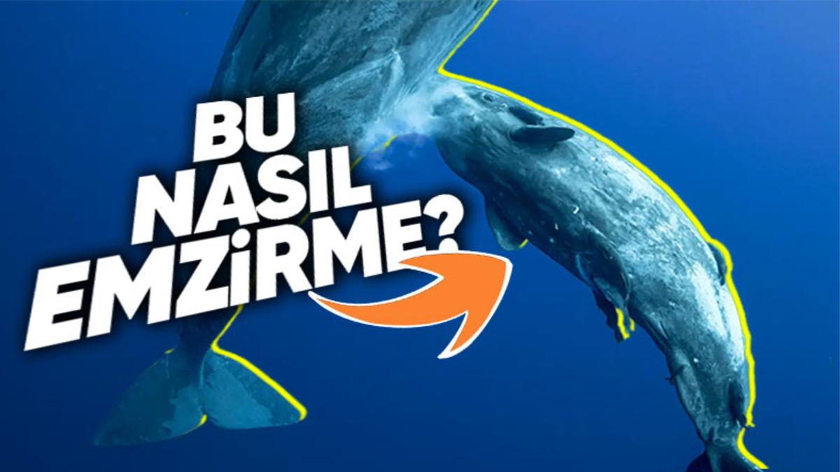 Balinalar Memeli Olmalarına Rağmen Yavrularını Suyun Altında Nasıl Emziriyorlar?