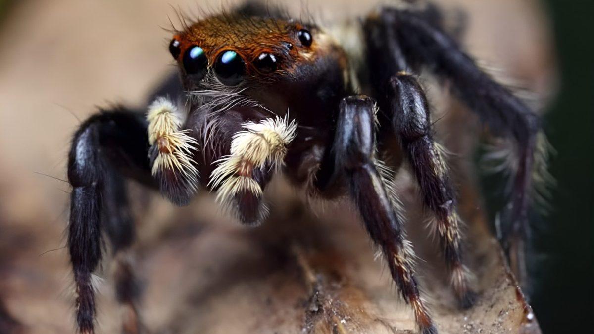 Örümceklerin Kaç Gözü Vardır?