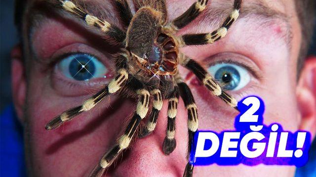 Örümceklerin Kaç Gözü Vardır?