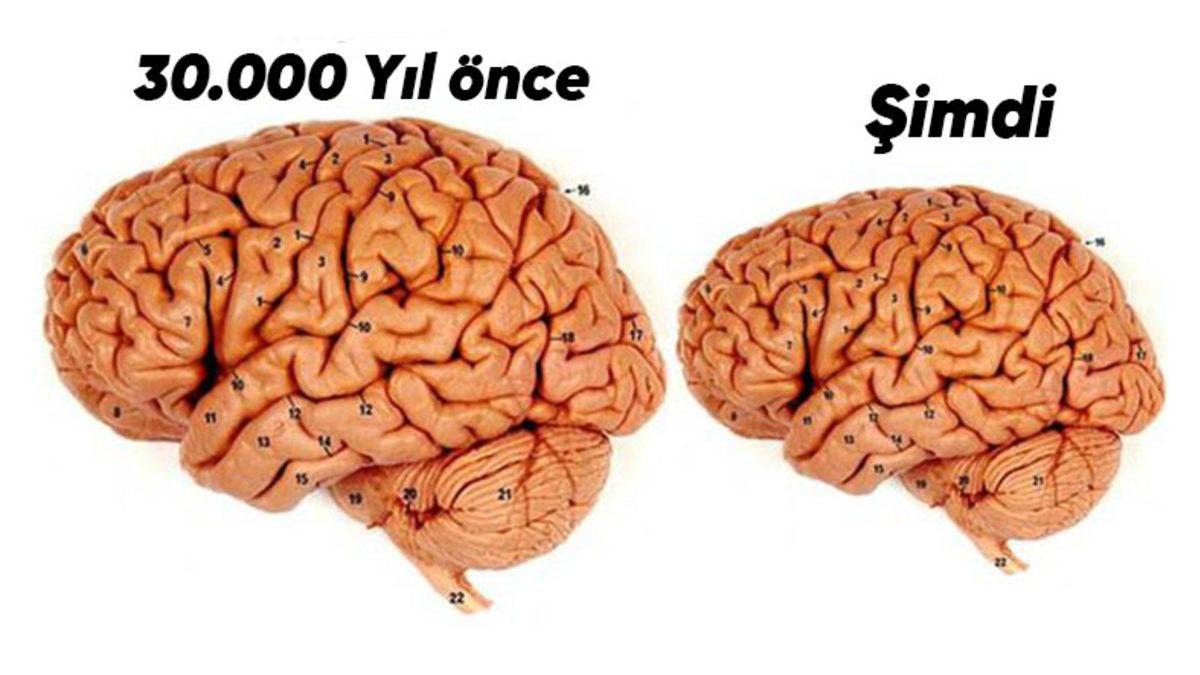 İnsan Beyninin Zamanla Küçülmesinin Ardındaki İlginç Gerçeği Açıkladık: Peki Bu Durum Zekâmızı Nasıl Etkiliyor?
