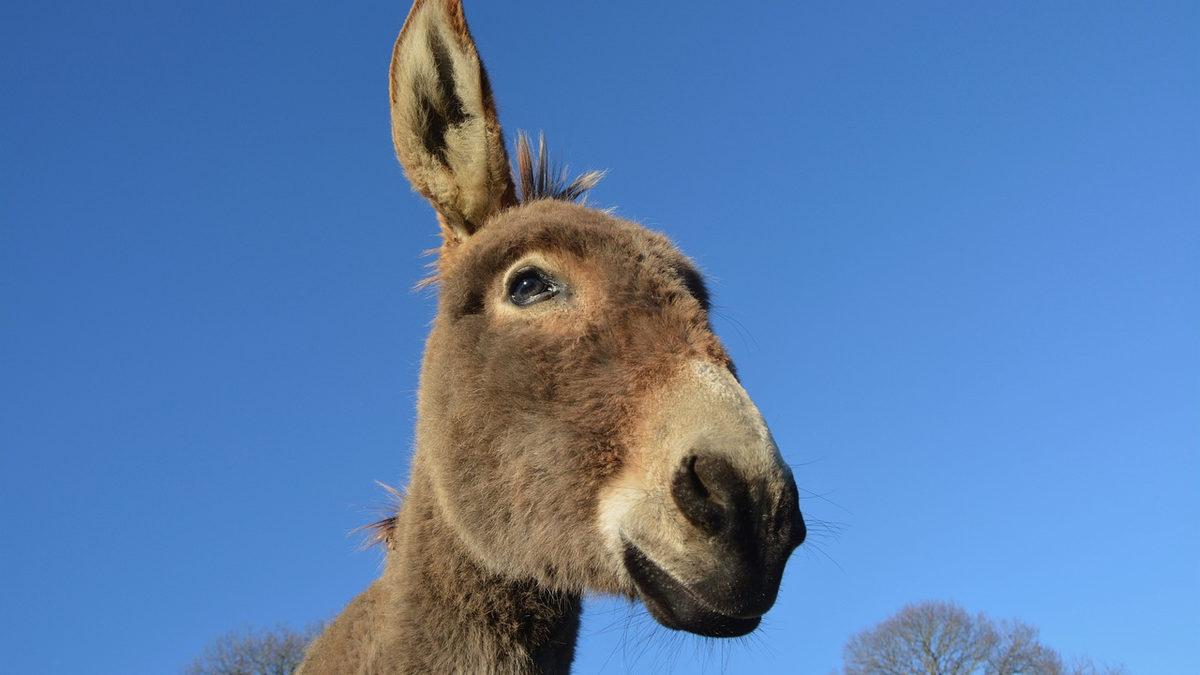 Doğrusunu Öğrenince Kendinize Reset Atmak İsteyeceksiniz! İşte En Sık Yanlış Kullanılan Deyim ve Atasözlerimiz