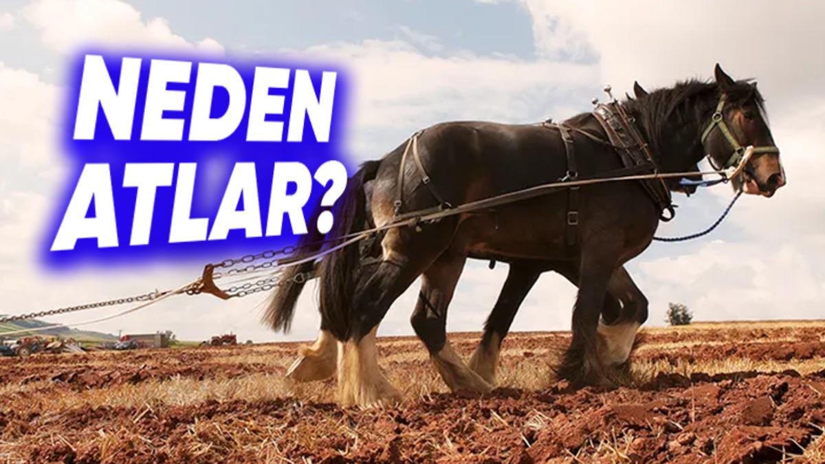 Motor Gücü Neden Beygir Gücü İle Ölçülür? (Üstelik Daha Heybetli Hayvanlar Varken!)