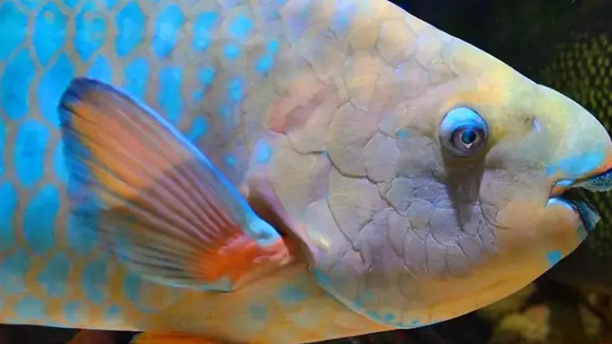 Plajlardaki Kumların Aslında Nereden Geldiğini Duyunca Ortamlarda Satacağınız Bir Bilgi Sahibi Daha Olacaksınız!