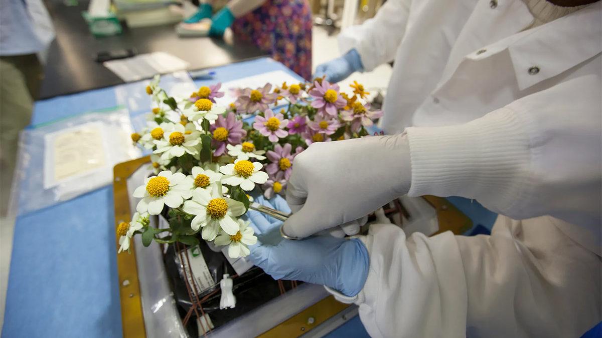 Astronotlar Uzayda Nasıl Oluyor da Bitki Yetiştirebiliyor?