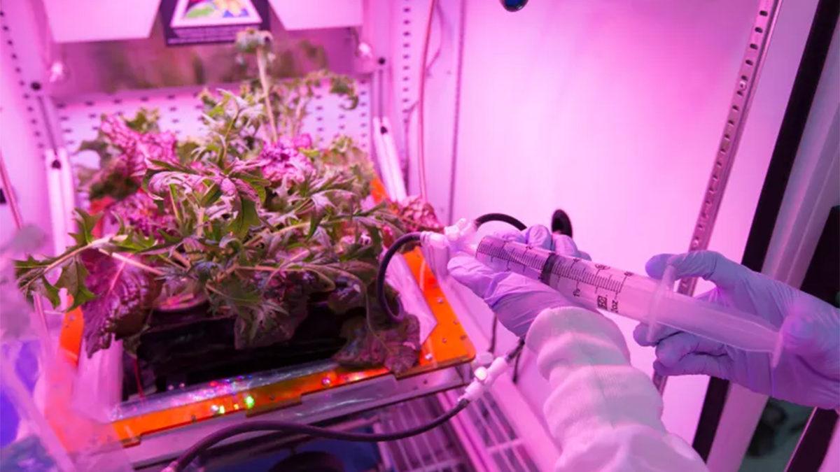 Astronotlar Uzayda Nasıl Oluyor da Bitki Yetiştirebiliyor?