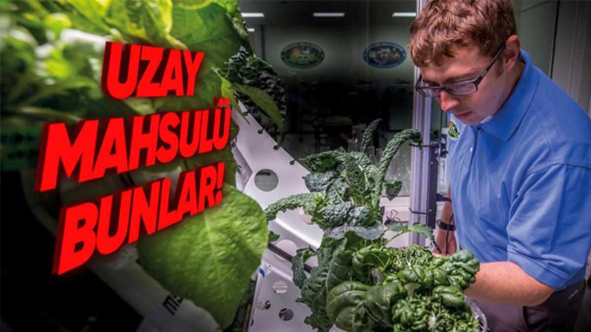 Astronotlar Uzayda Nasıl Oluyor da Bitki Yetiştirebiliyor?