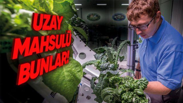 Astronotlar Uzayda Nasıl Oluyor da Bitki Yetiştirebiliyor?