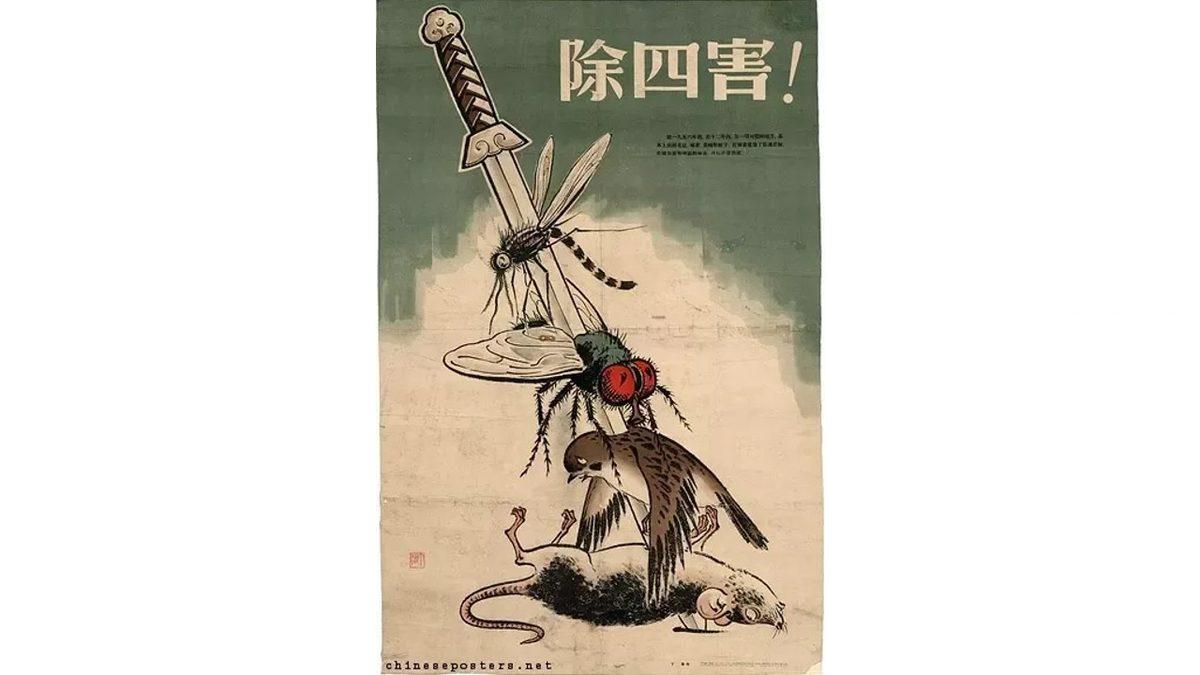 Çinliler 1958’de Serçelere Neden Toplu Katliam Yaptı? Karşılığını Tokat Gibi Aldılar!