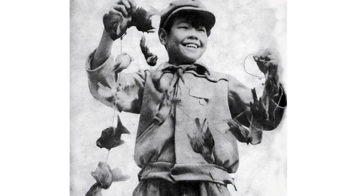 Çinliler 1958’de Serçelere Neden Toplu Katliam Yaptı? Karşılığını Tokat Gibi Aldılar!