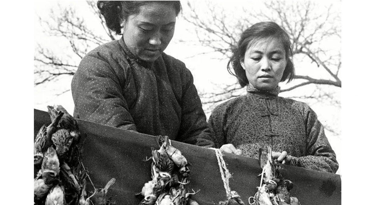 Çinliler 1958’de Serçelere Neden Toplu Katliam Yaptı? Karşılığını Tokat Gibi Aldılar!