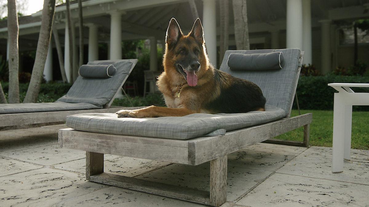 Bir Köpek, Madonna’nın Evi Dahil Birçok Şeyi Satın Alarak Nasıl Dünyanın En Zengin Köpeği Olabildi? Dönen Dolaplara İnanamayacaksınız!