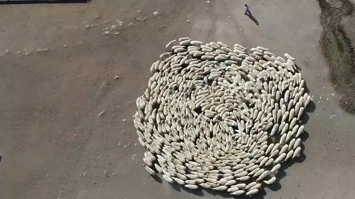 Köpeklerden Koyunlara Kadar Neden Birçok Hayvan Daire Çizerek Dönüp Dururlar?