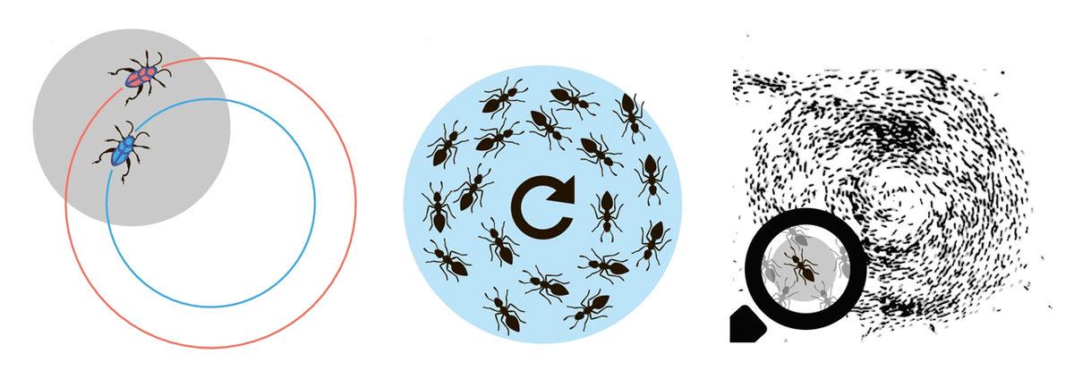 Köpeklerden Koyunlara Kadar Neden Birçok Hayvan Daire Çizerek Dönüp Dururlar?