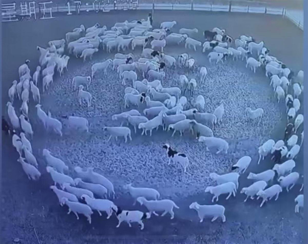 Köpeklerden Koyunlara Kadar Neden Birçok Hayvan Daire Çizerek Dönüp Dururlar?