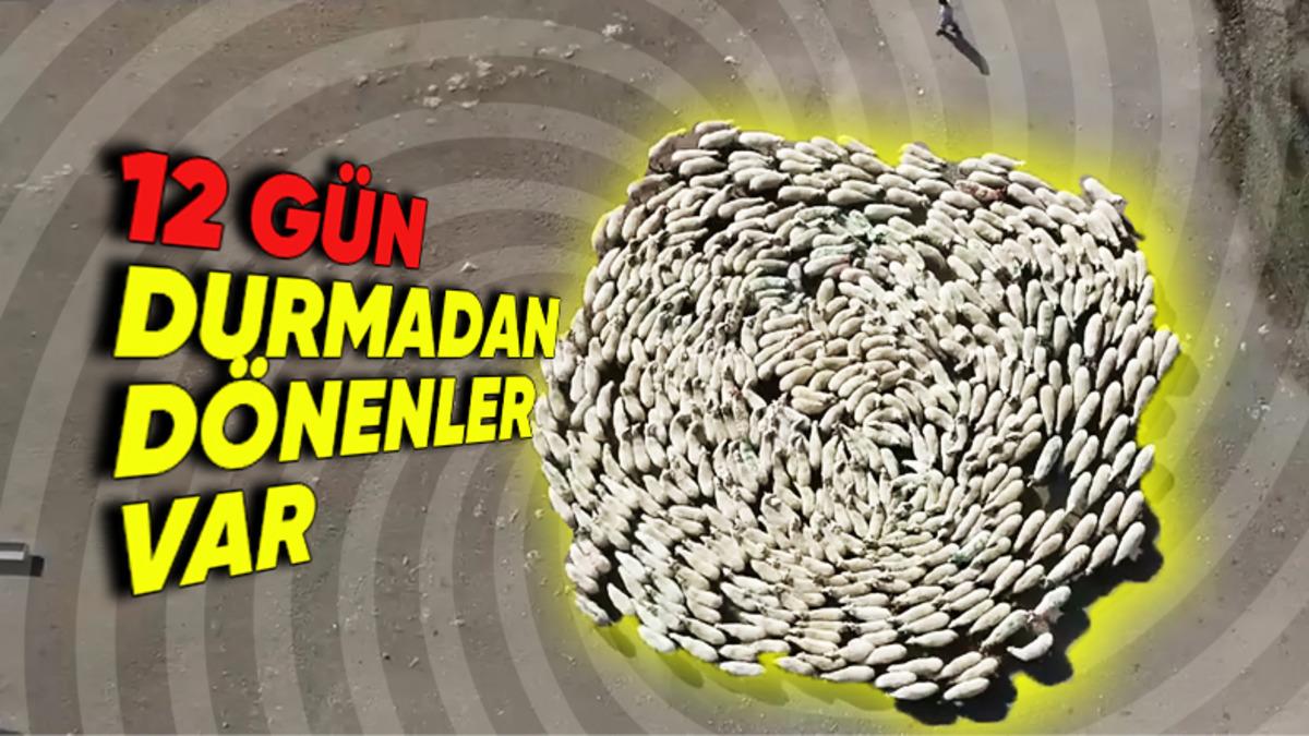 Köpeklerden Koyunlara Kadar Neden Birçok Hayvan Daire Çizerek Dönüp Dururlar?