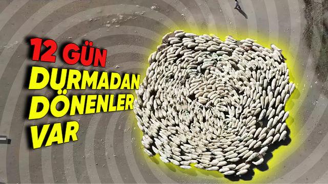 Köpeklerden Koyunlara Kadar Neden Birçok Hayvan Daire Çizerek Dönüp Dururlar?